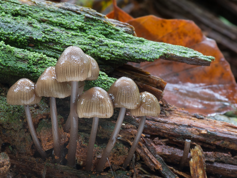 Mycena maculata